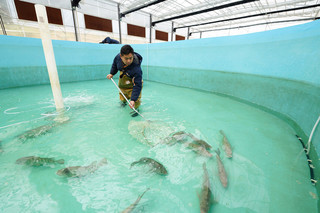 貴州丹寨:“反租倒包”水產養殖助力鄉村振興