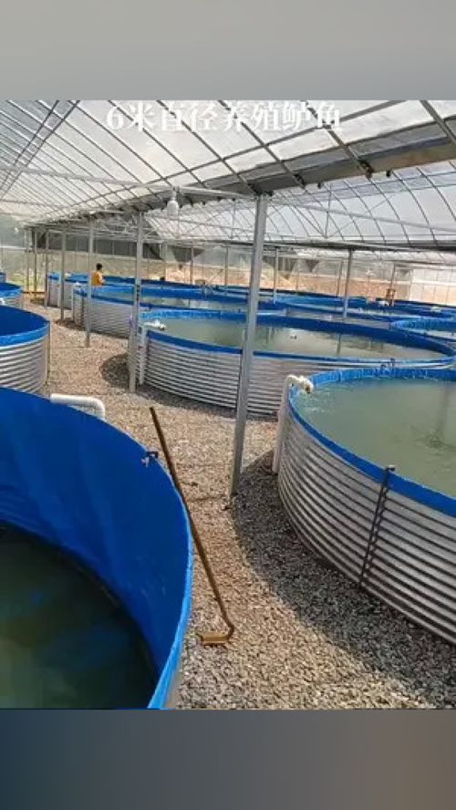 三農 帆布魚池工廠化養殖 農村創業養殖 水產養殖 帆布養殖池