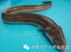 水產養殖的類型及主要養殖品種大全