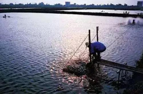 草魚疾病久治不愈,分析原因與體質有關