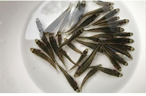 佛山加州鱸魚(yú)苗 活潑水產(chǎn)實(shí)在 佛山加州鱸魚(yú)苗直銷