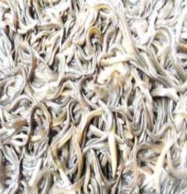 常年大量供應(yīng)水產(chǎn)品 泥鰍 、養(yǎng)殖野生泥鰍!