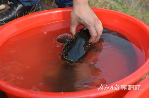 資中縣 爭創國家級水產健康養殖和生態養殖示范區