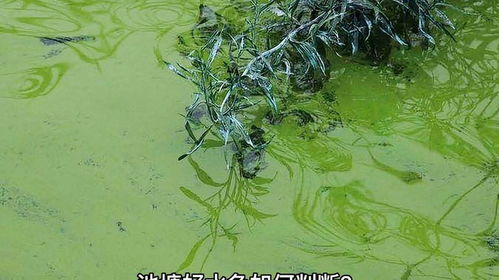 池塘好水色如何判斷 養殖 養殖技術 水產養殖技術