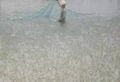 水產養殖水體中各種藻類的危害和習性