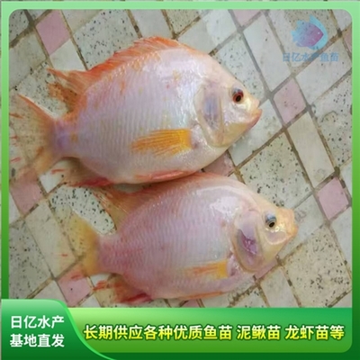 產(chǎn)品圖片_廣州市花都區(qū)赤坭日億水產(chǎn)魚苗養(yǎng)殖場