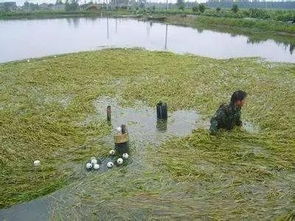 酷暑高溫季節(jié)水產(chǎn)養(yǎng)殖池塘管理技術(shù)