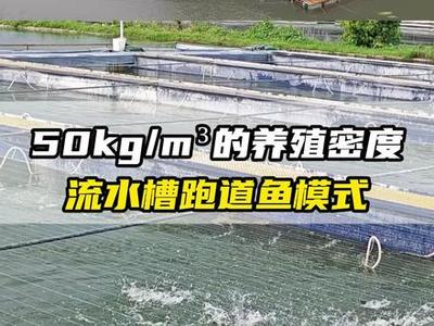 流水槽養(yǎng)殖