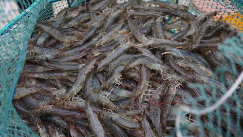 高原魚(yú)蝦 游進(jìn) 尋常百姓家 珠海援藏力量填補(bǔ)西藏水產(chǎn)養(yǎng)殖產(chǎn)業(yè)化空白