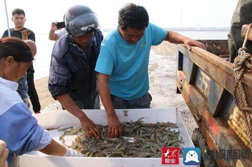 渤海水產養殖基地推行生態養殖新模式 讓鹽田蝦更鮮更活更美味