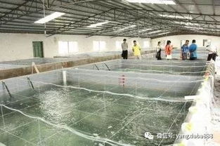 高大上 浙江的工廠化養殖,魚蝦增產之利器