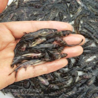 黃骨魚苗一條買多少錢 求購淡水黃辣丁魚苗