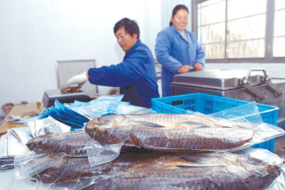 浙江余姚馬渚鎮大盛水產養殖場的工人抓緊制作青魚干-綜合新聞- 中國水產門戶網 - 最具影響力的水產網站