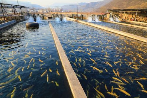 河北沙河 特種水產養殖促農民增收