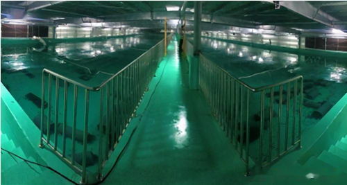 水產養殖綠色發展推動漁業法修訂,海璟水產工廠化方案 做加法
