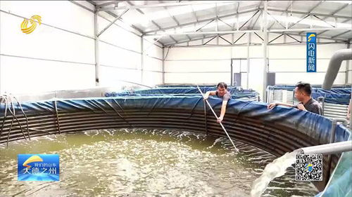 鱖魚在慶云安了家 南魚北養 助力鄉村振興