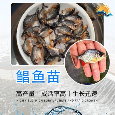 銷售淡水白鯧魚苗 港興水產(chǎn)淡水白鯧魚苗養(yǎng)殖場(chǎng) 紅鯧魚苗