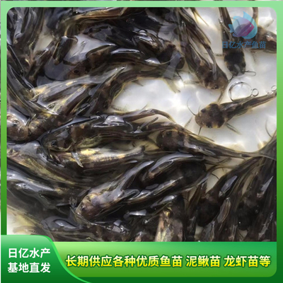 產(chǎn)品圖片_廣州市花都區(qū)赤坭日億水產(chǎn)魚苗養(yǎng)殖場(chǎng)