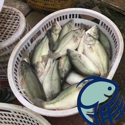 港興水產(chǎn)養(yǎng)殖場(chǎng)加洲鱸鱸板七星鱸鱸魚水花貴州淡水鱸魚水花苗批發(fā)價(jià)格