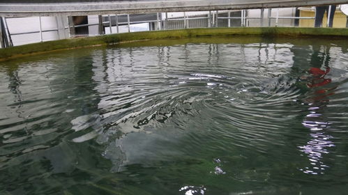 水產(chǎn)養(yǎng)殖中微生物是唯一分解有機(jī)殘骸的角色嗎