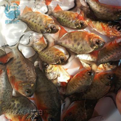 添發(fā)養(yǎng)殖場直批淡水白鯧魚苗 鯧魚苗 紅鯧魚苗 淡水養(yǎng)殖 活體魚苗