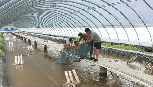 韶山韶河生態水產養殖基地南美白對蝦上市熱銷