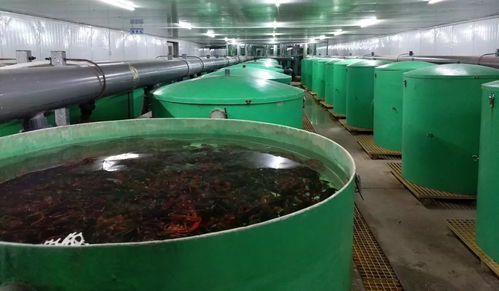 京城老漁喜事連連,大暑之日異常火熱