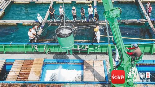 走進海洋牧場,一起了解海南的 藍色糧倉