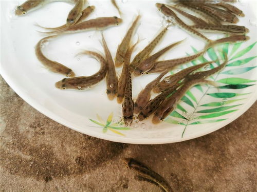 四平泥鰍苗批發報價 活潑水產養殖 正規泥鰍苗批發報價高清圖片 高清大圖