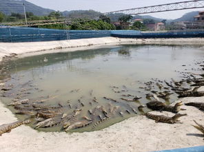 周末好玩又好食 鱷魚滋補養生大餐等你來