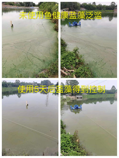 魚健康案例水產養殖池塘藍藻產生原因及處理辦法