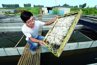 汶源水產養殖專業合作社:水蛭成致富增收“軟黃金”