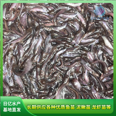 產品圖片_廣州市花都區赤坭日億水產魚苗養殖場