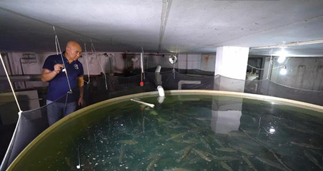 華僑回鄉建養魚工廠!用循環水養出兩條“黃金魚”,全年無間斷孵化、育苗!
