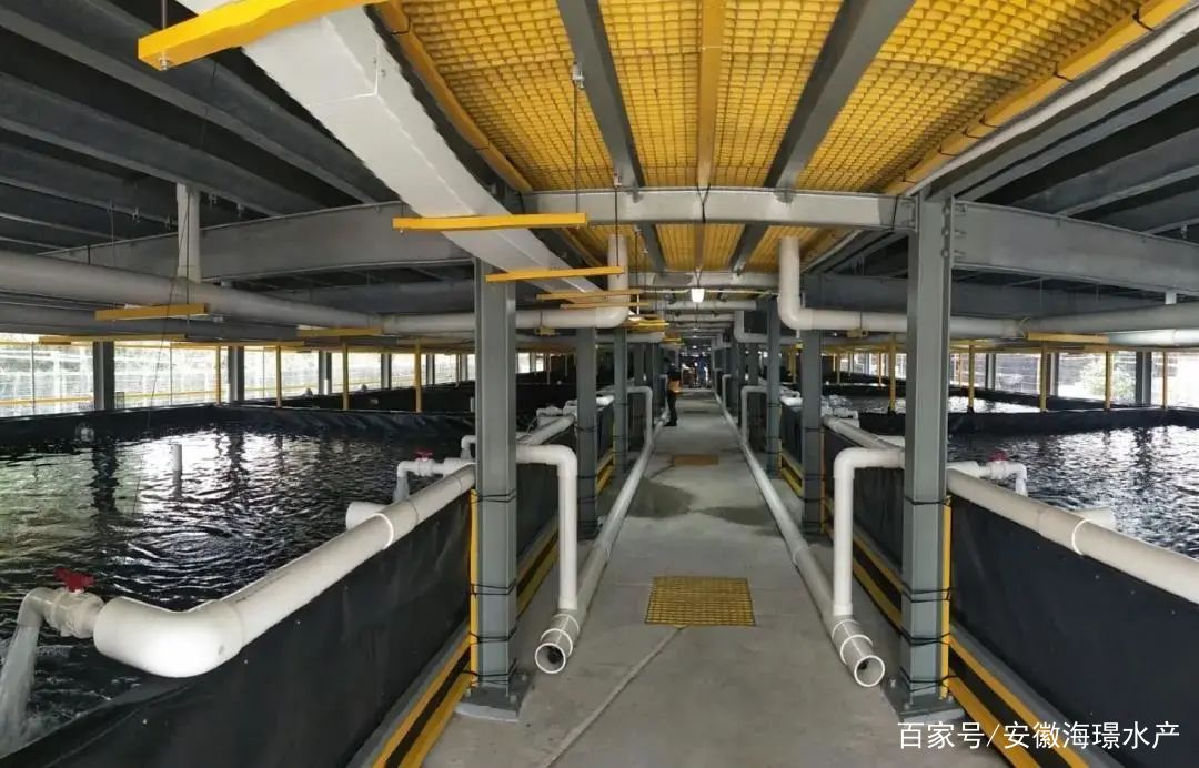 ras循環水工廠化養殖,能保證水產品安全嗎?