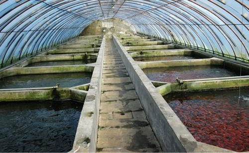 新型的水產養殖水體殺菌劑,預防水產生物病害的關鍵