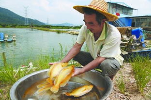 廣東中山板芙鎮探索高端水產養殖新路,助推農業供給側改革