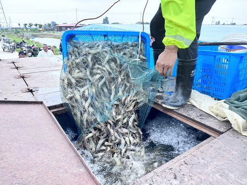 高郵 從 會養蝦 到 慧養蝦 以水產養殖助推鄉村振興
