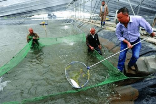 干貨 養魚能否賺到錢的關鍵一步 捕撈 一定不要在拉網捕魚上出了差錯
