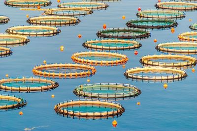 聯合國糧農組織最新報告:水產養殖魚類產量增加