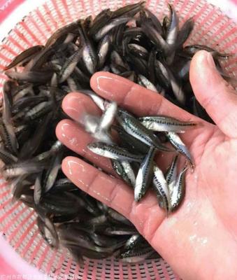 2020年*益水產養殖品種鱸魚苗 加州鱸魚苗 寶石鱸魚苗