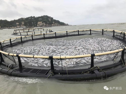 慘失數億 山竹殘暴洗劫珠三角水產養殖 單個網箱死魚超百萬,單戶損失千萬,僅一養殖基地就逃逸5千萬元魚蝦蟹...