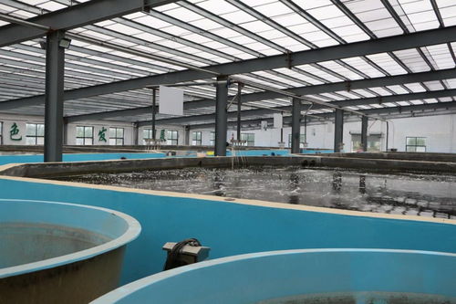 州城街道 水產養殖規模化,激活古城水文章