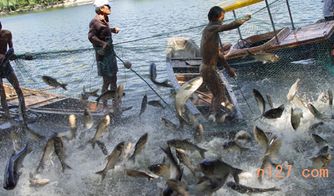 宜春四大家魚養殖直銷哪家好批發商價格