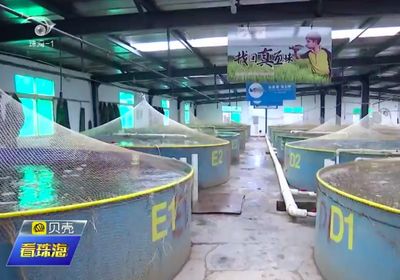 寒潮連續來襲!看看斗門水產品咋樣了.