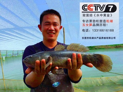 11、東莞市松湖水產(chǎn)品養(yǎng)殖