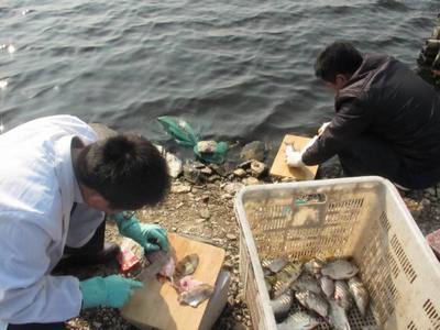 安徽滁州市水產站完成全市第三次水產品質量安全例行抽檢_水產快訊(業(yè)界動態(tài))_中國水產養(yǎng)殖網