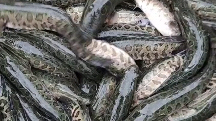 廣西荔浦水產魚苗種場魚苗批發(fā)養(yǎng)殖場
