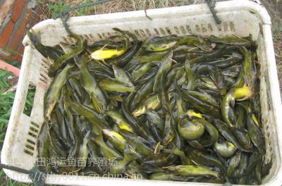 惠州土塘虱魚苗采購市場_魚苗養(yǎng)殖場_鴻運水產批發(fā)市場