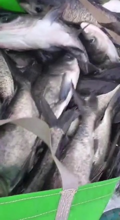 海安旺博水產養(yǎng)殖場